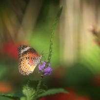 butterfly fairytale