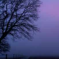 purple fog