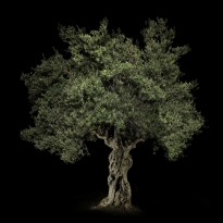 Portrait of an Old Olive Tree
