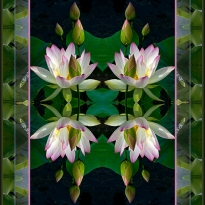 Lovely Lotuses