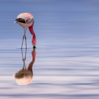 Atacama Desert - Balancing Flamingo
