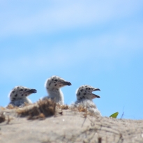 Baby Seagull Trio