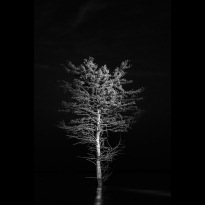 Tree at Night