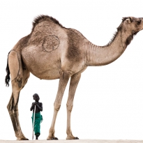 A Boy And His Camel