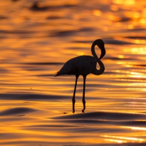 flamingo over golden sea