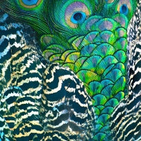 Parts of a Peacock