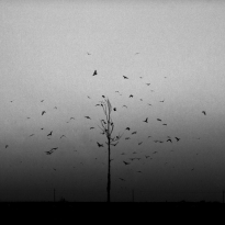 Birds and the last tree