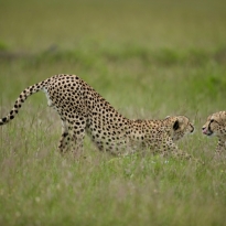 2 Cheetah brothers