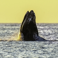 Sunrise Beach Whale