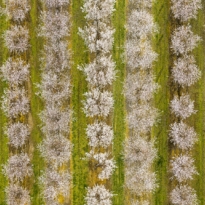 Almonds from Above 