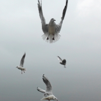  seagulls on a misty afternoon 
