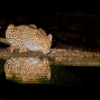 Leopard at night