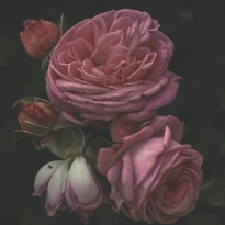 Old master's roses