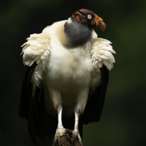 King vulture stand in proud