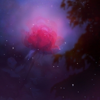 Cosmic Rose