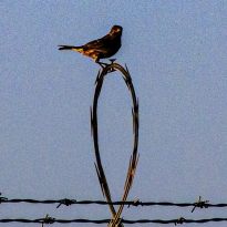 Bird on a wire