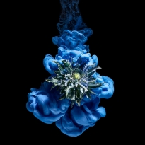 Underwater Flower