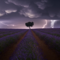 Electric storm on lavender