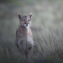  Chile, the Cougar is on the prowl