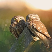 Little owls at sunset