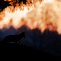 The Fox and The Sunset