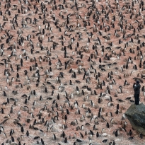 Penguin survey, Elephant Island