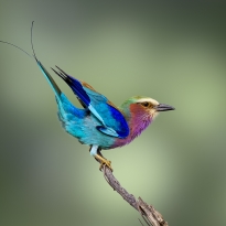 The lilac-breasted roller  - modeling a perfect pose 