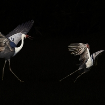 Wattled cranes courtship dance