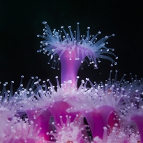 jewel anemone