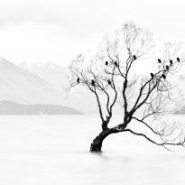 Lone tree, not lonely