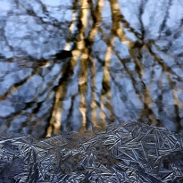 Winter reflection