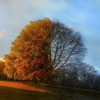 Two face of  Autumn