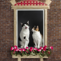 Dutch window and two cats