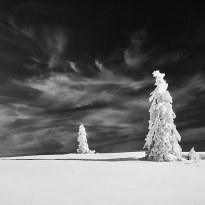  Lonely winter trees