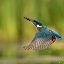 Kingfisher and water droplets