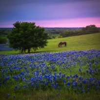 Once in blue moon - Texas bluebonnets