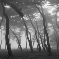 Mist and Pine