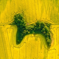Poodle in Rapeseed