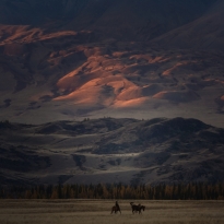 Horse Roerichs