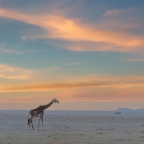 Giraffe at Masai Mara Sunrise Time