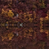 Autumnal Reflections