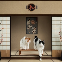 Japanese interior with two cats