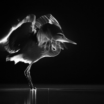 Grey Heron at night and backlight