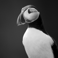 Life of a Puffin