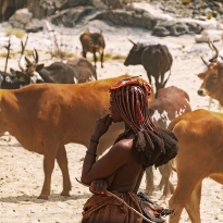 Himba and their Cattle