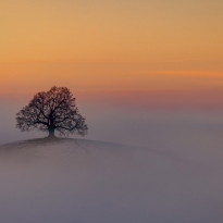 THE LONLY TREE IN SUNSET AND FOG
