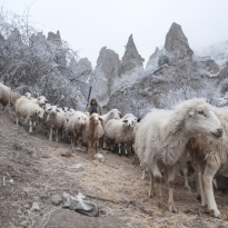 Shepherd of the city of Goris