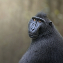  Human gaze of a primate