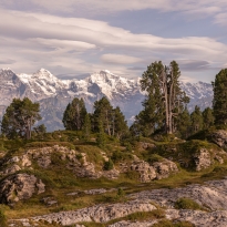 at the stone pine trees viewing towards Eiger, Moench and Jungfrau