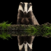 Badger Reflecting on Life